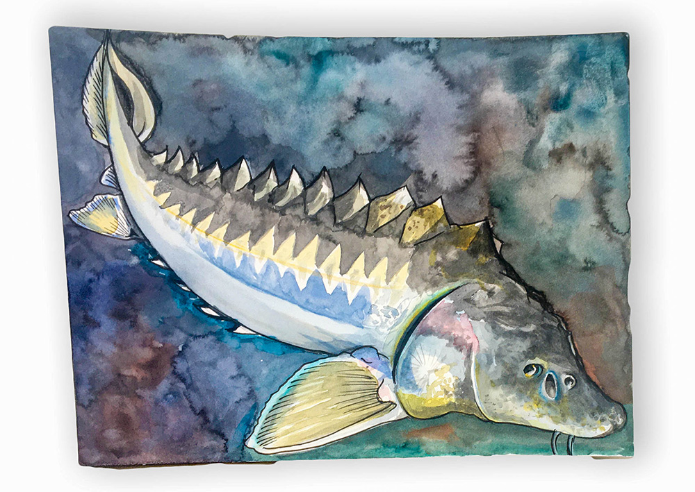 SturgeonWatercolourDW.jpg