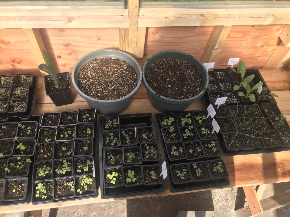 851px version of bennettGreenhouseSpringSeedlings.jpg