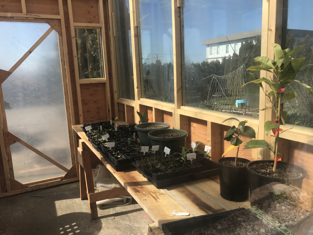 851px version of bennettGreenhouseSunshineSeedlings.jpg