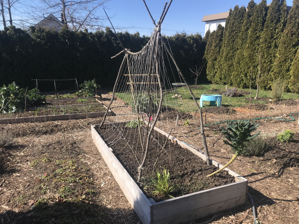 851px version of bennettPeaTrellisSpringGarden.jpg