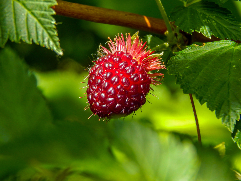 SalmonberryRedBerryRipe.jpg