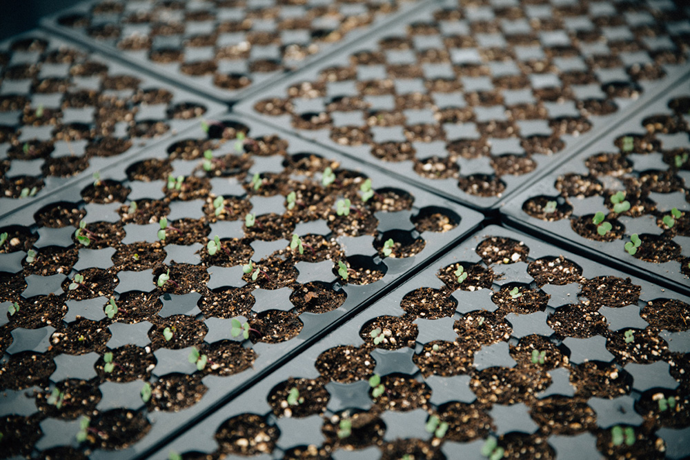 Seedlings.jpg