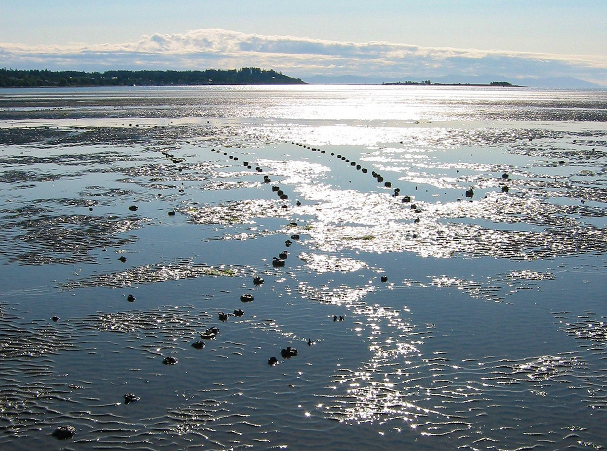 FishStakesIntertidal.jpg
