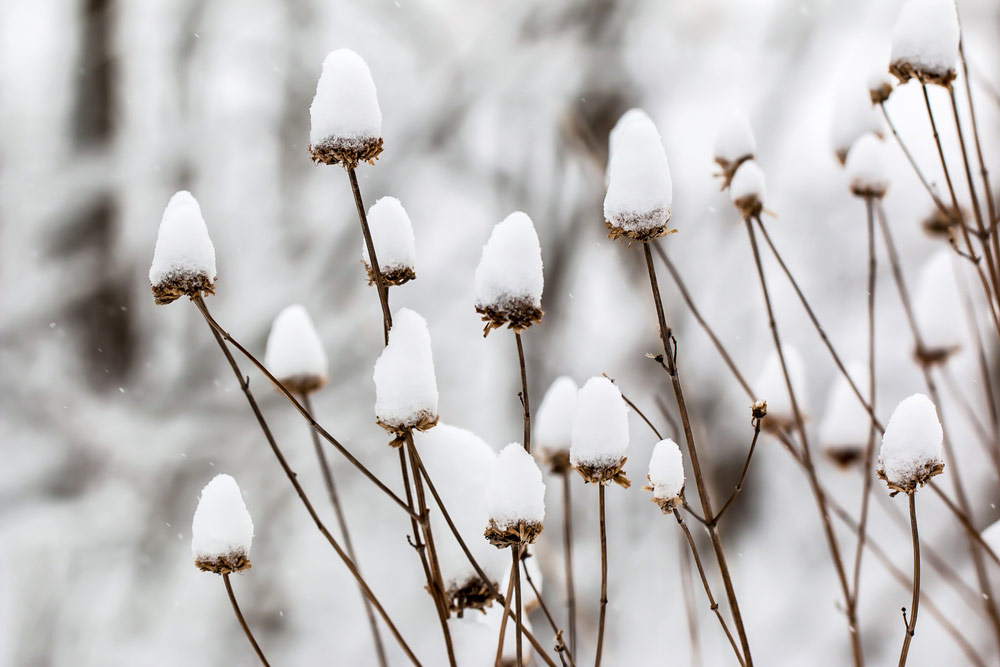 SnowPilesPlantWinter.jpg