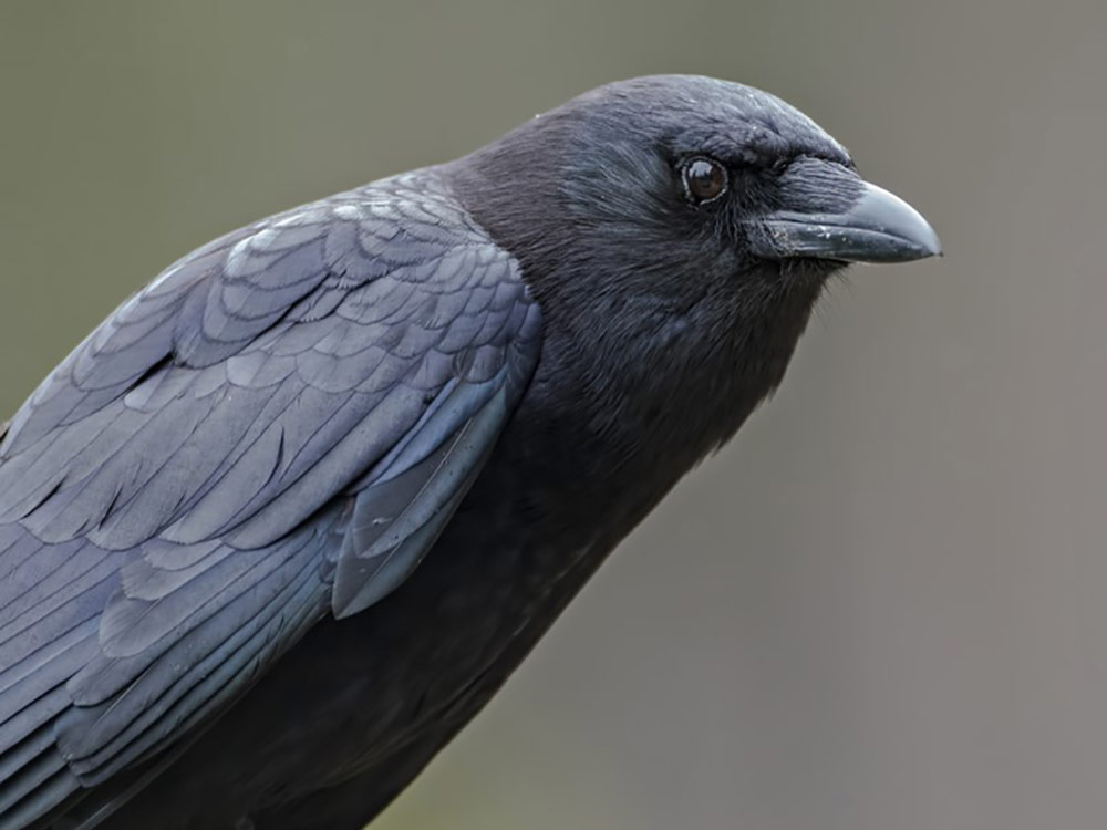 CrowProfile.jpg