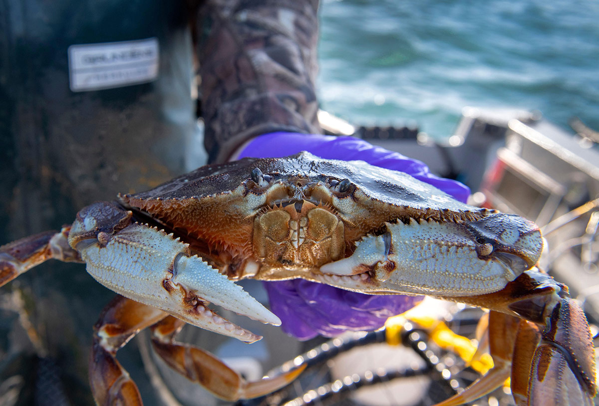FisherCrabGloves.jpg