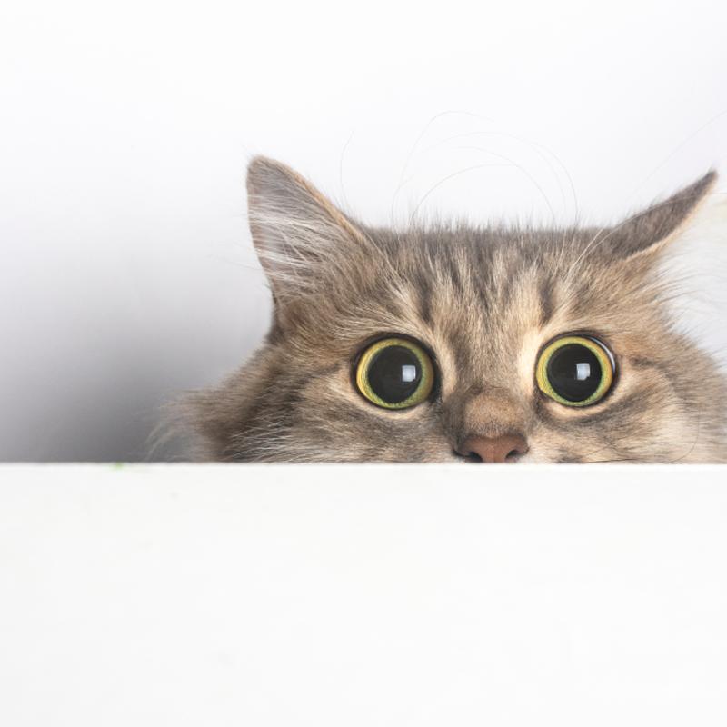 image atom