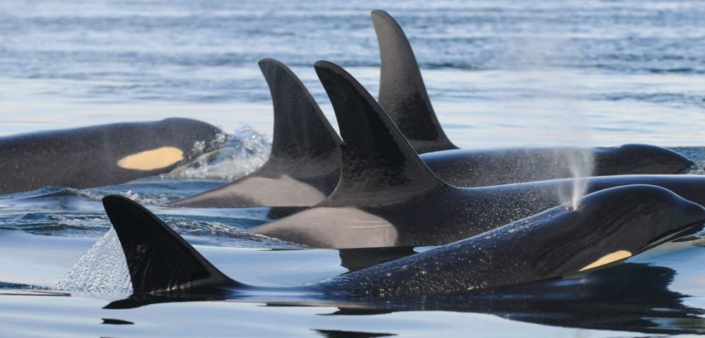 KillerWhaleOrcaPod.jpeg