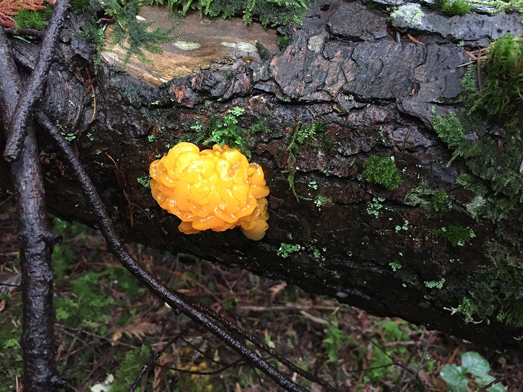A closeup photograph of a fallen tree branch focuses on a small orb of light orange fungus. Called orange jelly, it&rsquo;s the fruiting body of a network of microscopic strands called hyphae that wind themselves into thicker strands called mycelium.
