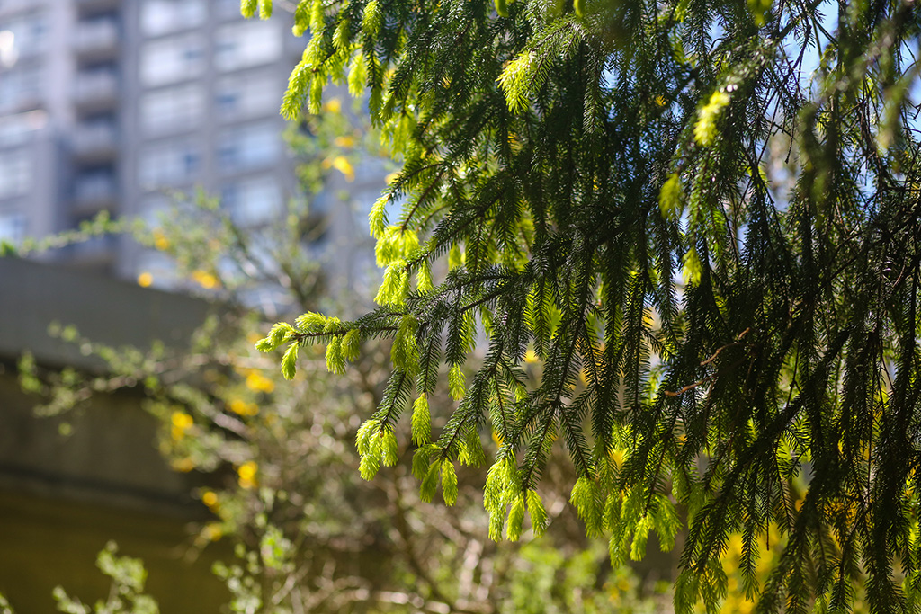 Bright green spruce tips budding out from dark green needled branches, with the elevated tracks of the SkyTrain and condos in the background.
