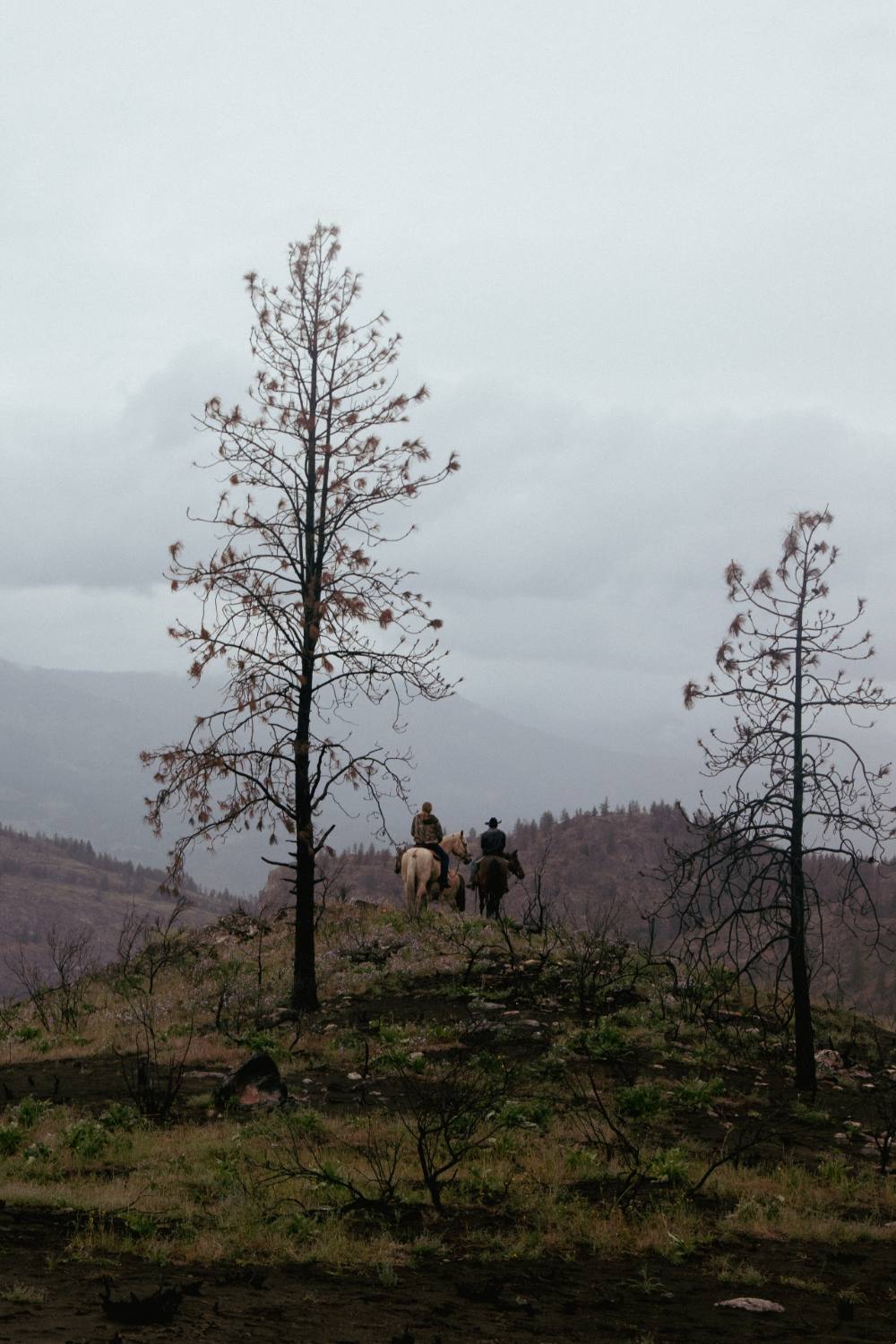 Two cowboys &mdash; Elijah Swan-Hall and Kyle Allison&mdash; stand on the peak of a hill. They are framed by skinny ponderosa pines. The riders look away from the camera and towards the valley below.       