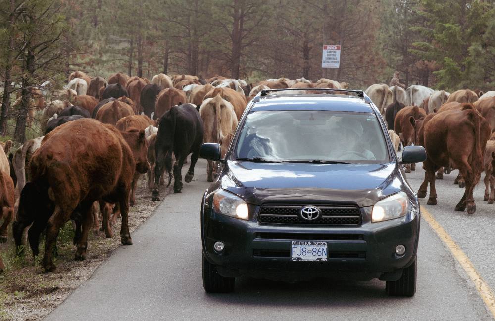 An ocean of cows part and a silver SUV drives towards the camera. The driver is looking through the right window, the yellow line of the concrete road is to the left of the car. In the distance a sign reads &ldquo;No camping, hunting, campfires, cutting firewood.&rdquo;  