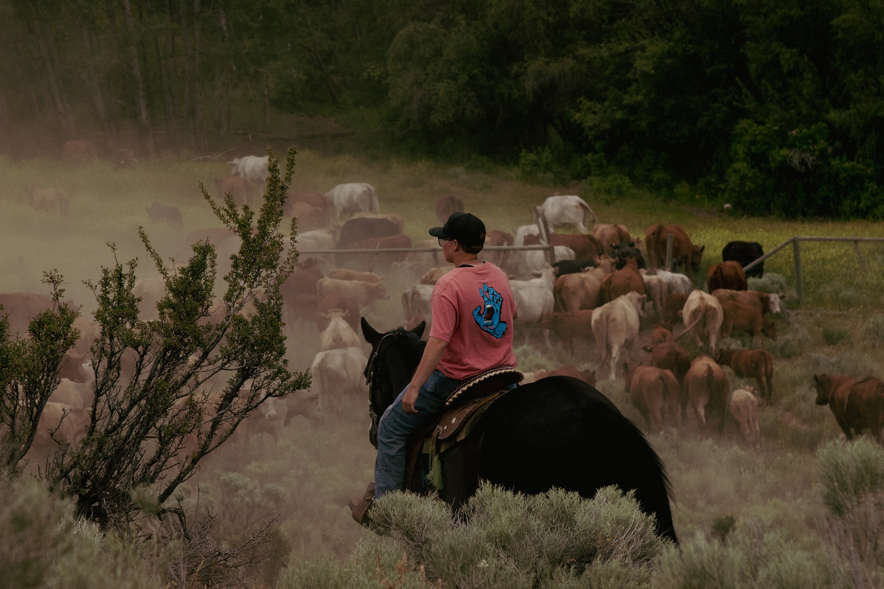 Brianna Stelkia sits on a black horse and watches as a herd of cows pass through a gate, their hooves kick up sand and dust. This moment marks the end of a long day. 