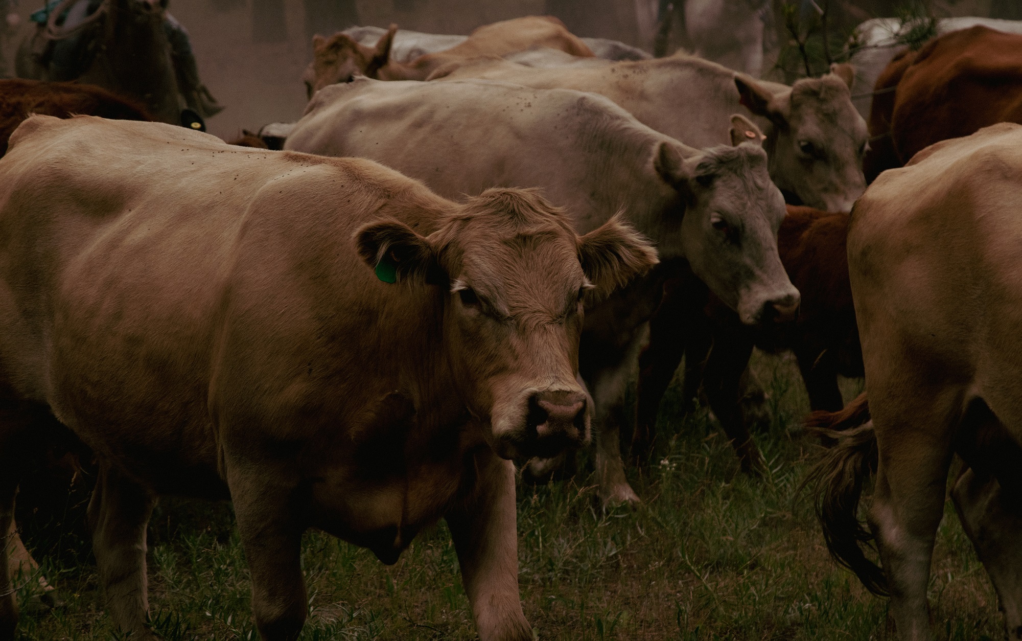 Cow faces fill the image as they rush towards the camera. In the background riders are gesturing to each other as they drive the cows forward. 