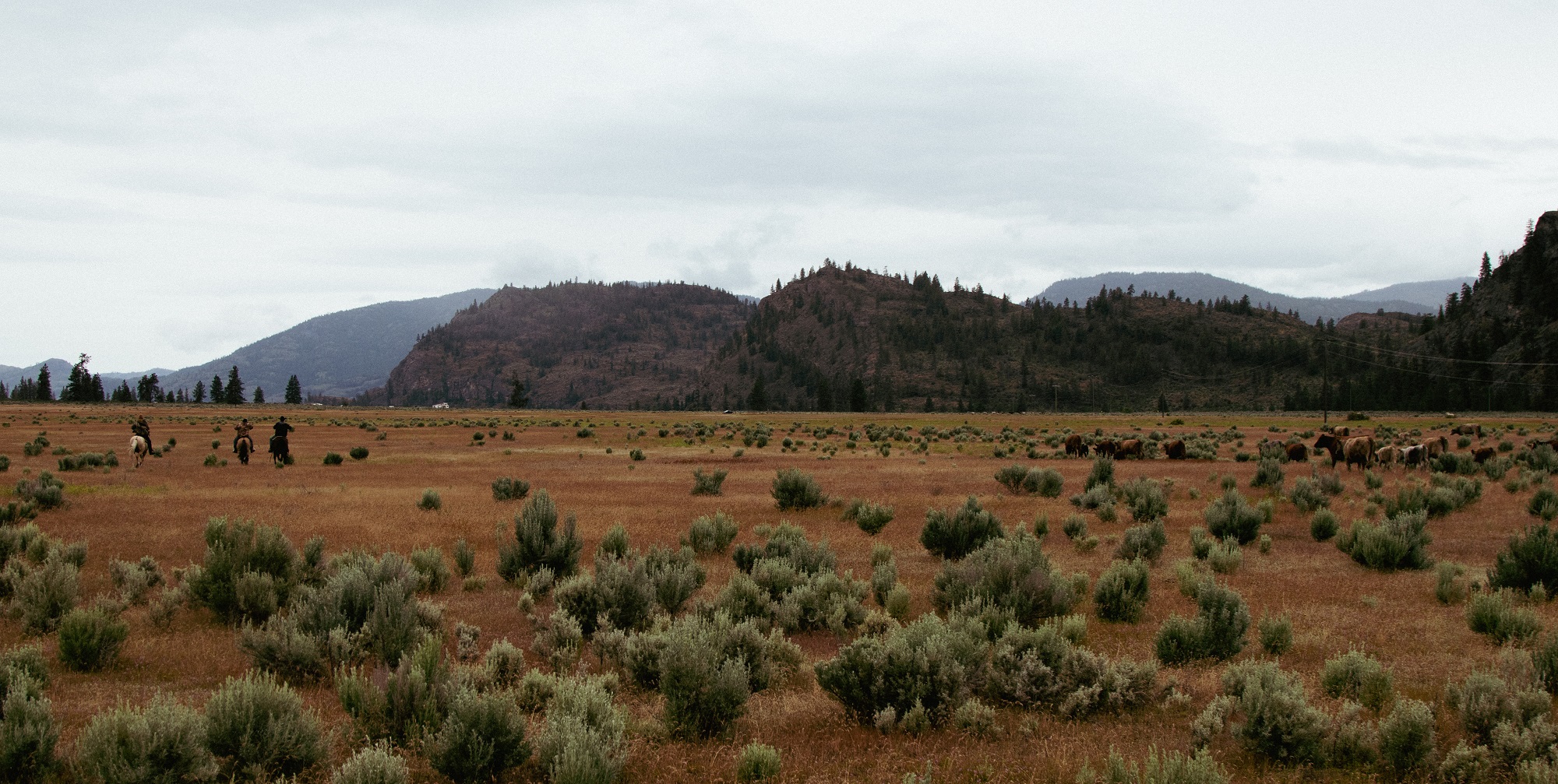 Riders on the left side of the photograph gallop across flats of golden grasslands scattered by sagebrush. On the far right a herd of cows run in the same direction, one cow stops to watch the riders. 