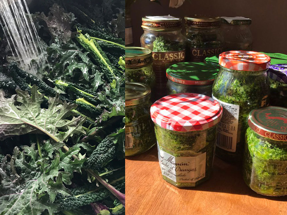 Two images are side by side. On the left is a collection of homegrown greens for making pesto. On the right are jars of homemade pesto in an assortment of sizes: jam jars, pesto jars and jars for pasta sauce. 