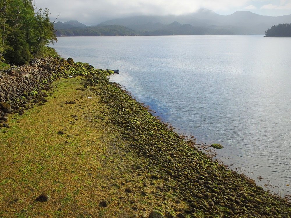 To the left, a carefully stacked line of piled rocks creates a barrier between the forest and the shore. To the right of that, there is a level plateau covered in seaweed. Another line of rocks leads down to the sea.