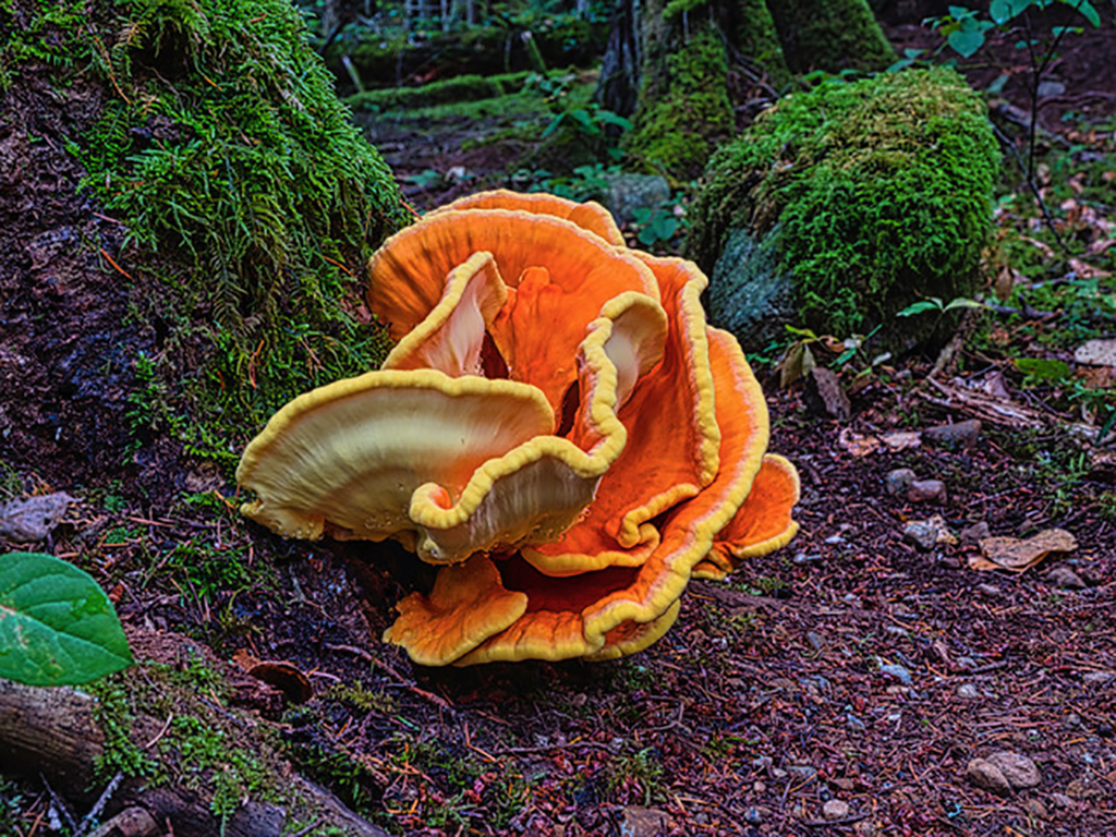 A bright orange &lsquo;chicken of the woods&rsquo; fungus protrudes in layers from the base of a mossy tree in Francis-King Regional Park in Victoria.