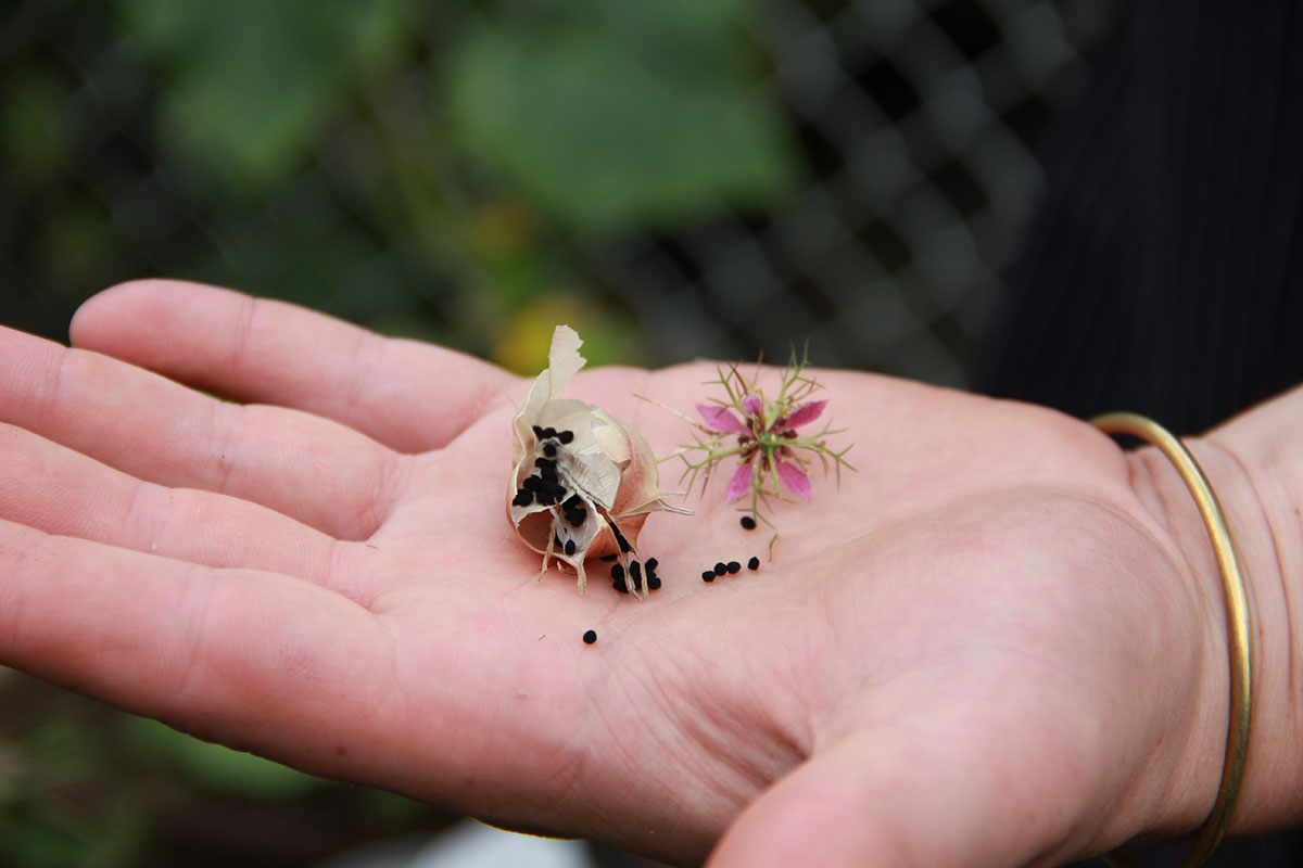 A hand holding Nigella seeds from the Nigella flower, also known as &ldquo;Love-in-a-Mist.&rdquo; The seeds are small and black. The delicate flower is light purple with fine green strands.