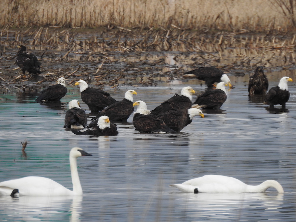 Thirteen bald eagles lower themselves into a pool of blue water in a farmer&rsquo;s field. Their yellow eagle eyes give the birds a frustrated look, as if the photographer is interrupting them. Two white swans glide by in the foreground.