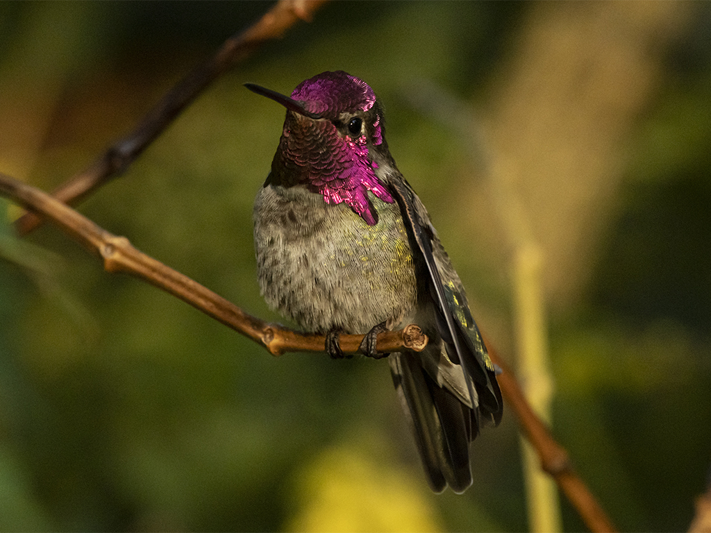 A closeup picture of a male Anna&rsquo;s hummingbird shows off the tiny creature&rsquo;s magenta feathers around his head and throat, flashing brightly in the sun. The rest of the bird is green, and he perches on a twig against a yellow and green background.