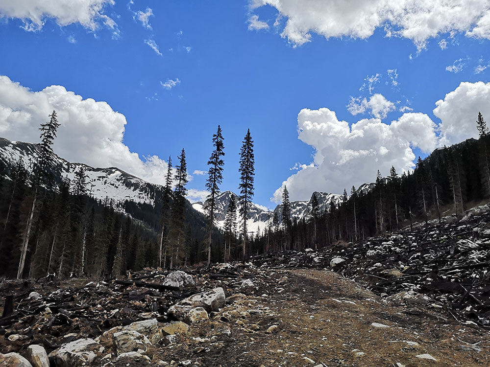 Piercing blue sky and snow-capped peaks make up the horizon around a burnt cutblock in the foreground.