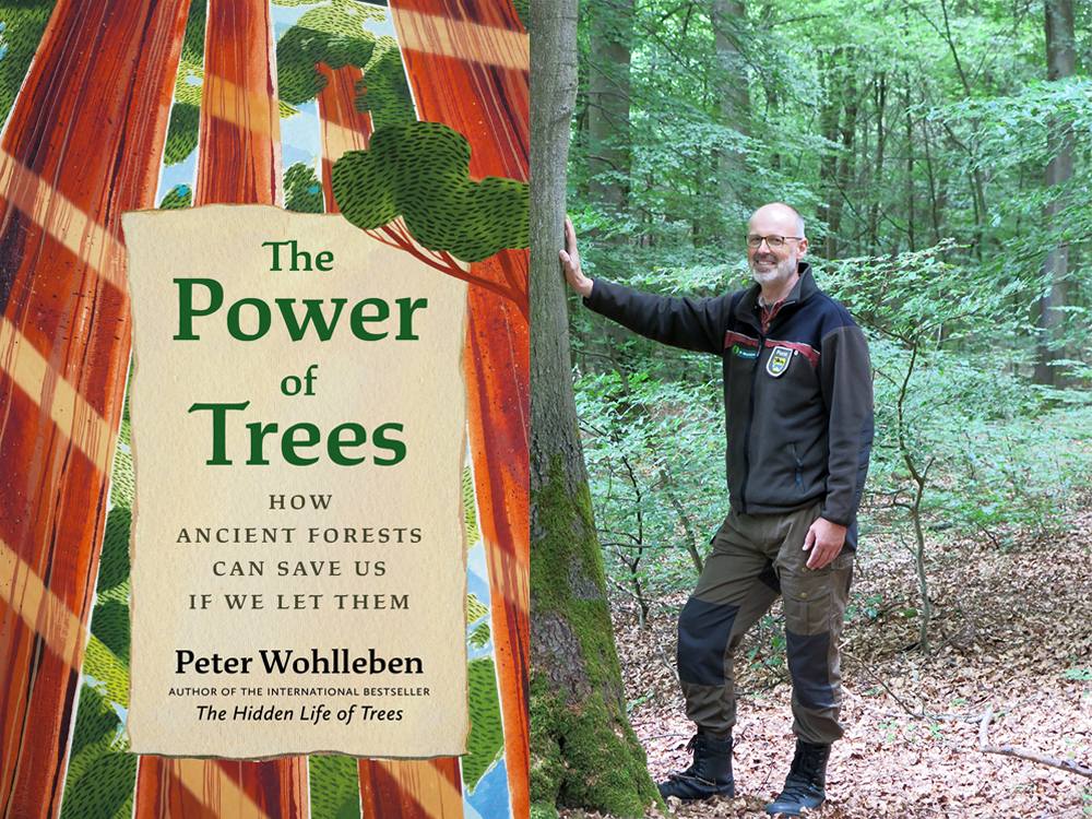 On the left, the cover of The Power of Trees, Peter Wohlleben&rsquo;s new book. On the right, Peter Wohlleben stands in the forest with the palm of his hand on a tree.