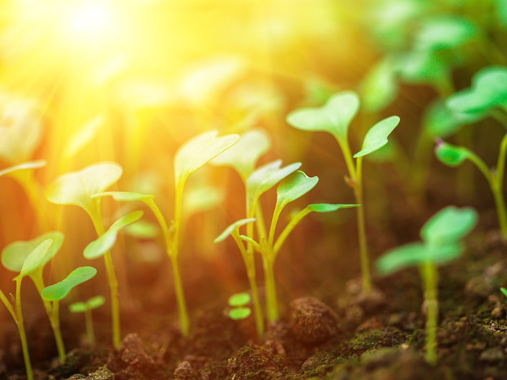 Small green shoots poke through fresh soil in a diffused golden light coming from the upper left quadrant of the frame.