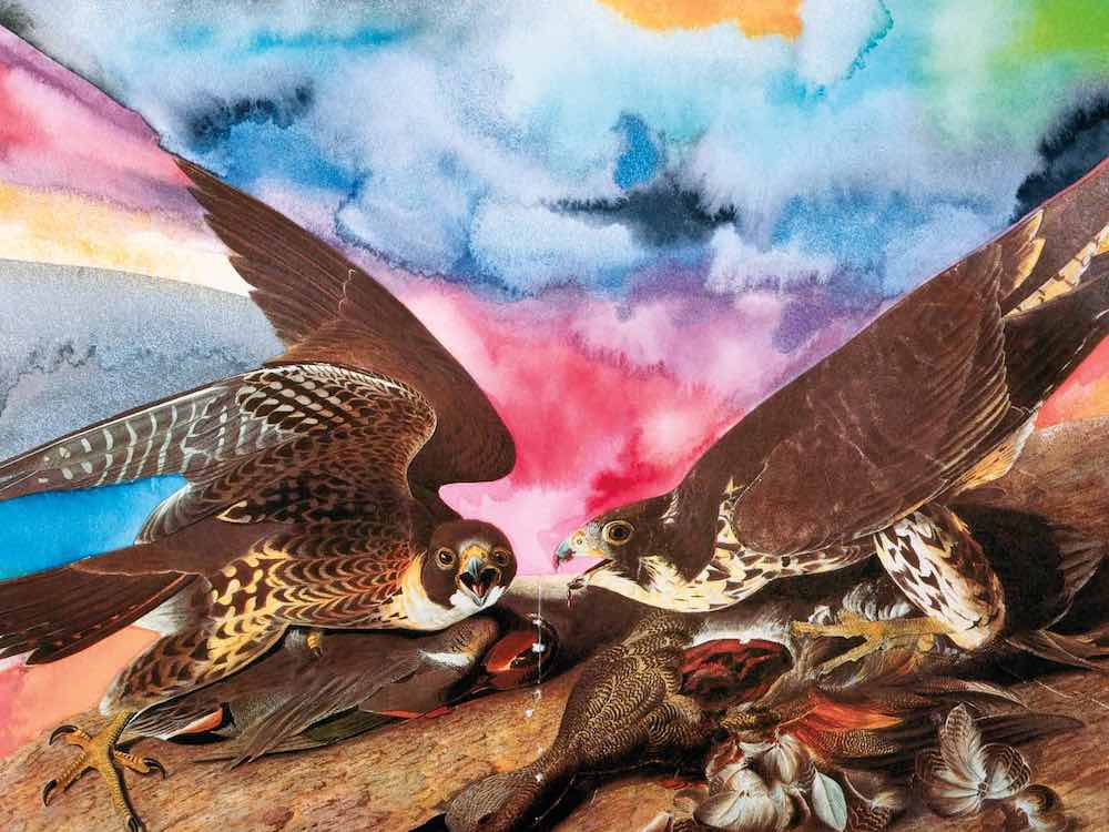 A colourful watercolour painting of two brown hawks standing over prey features a bright surrealist watercolour background using pink, blue, yellow, green and indigo.