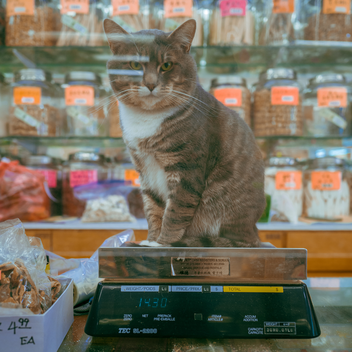 A cat sits on a scale at a Chinese dried goods store.