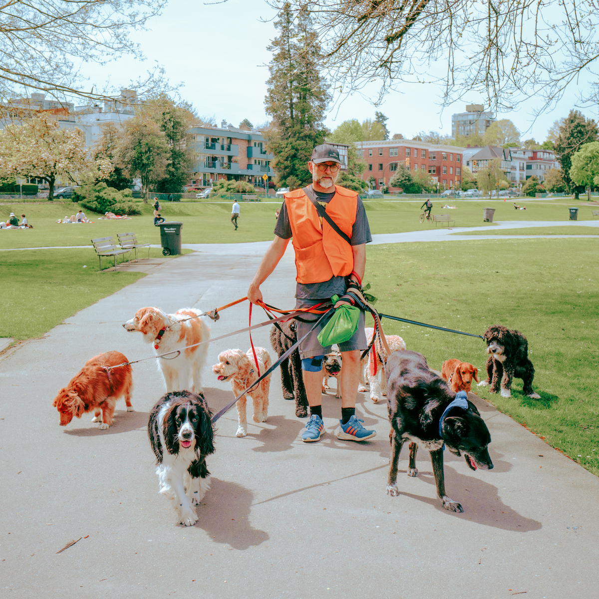 A man walks 10 dogs on a sunny day.