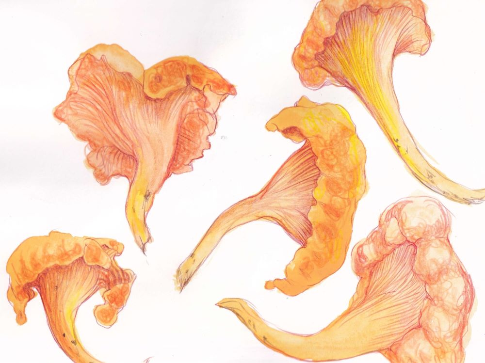 A watercolour illustration of five chanterelle mushrooms against a white background features the mushrooms in vibrant yellow, orange and brown tones.