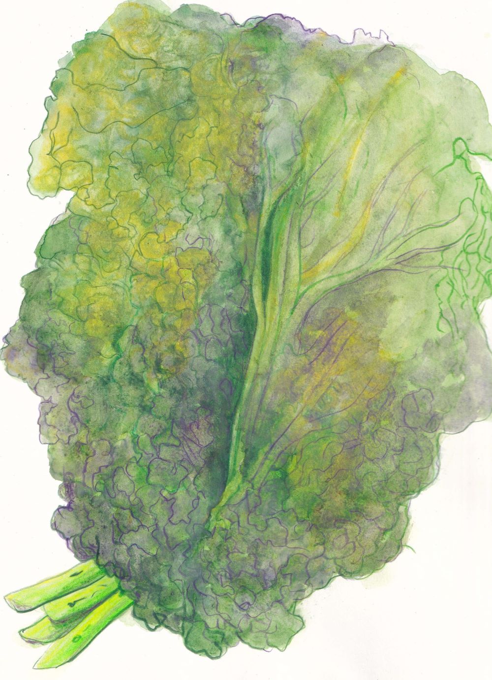 A watercolour illustration of a bunch of kale features broad green leaves in prismatic green tones, their short stems in the bottom left corner of the frame.