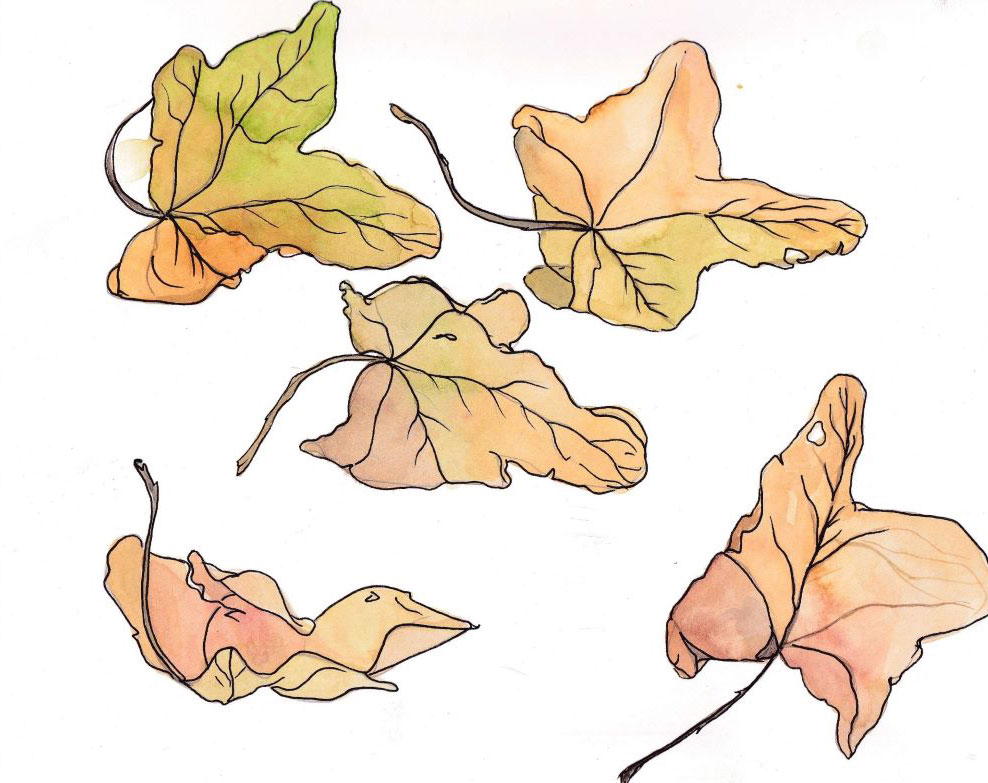 A watercolour illustration of five leaves from a deciduous tree against a white background. The leaves are crisp and dry from the autumn and are in shades of orange, yellow and light green.