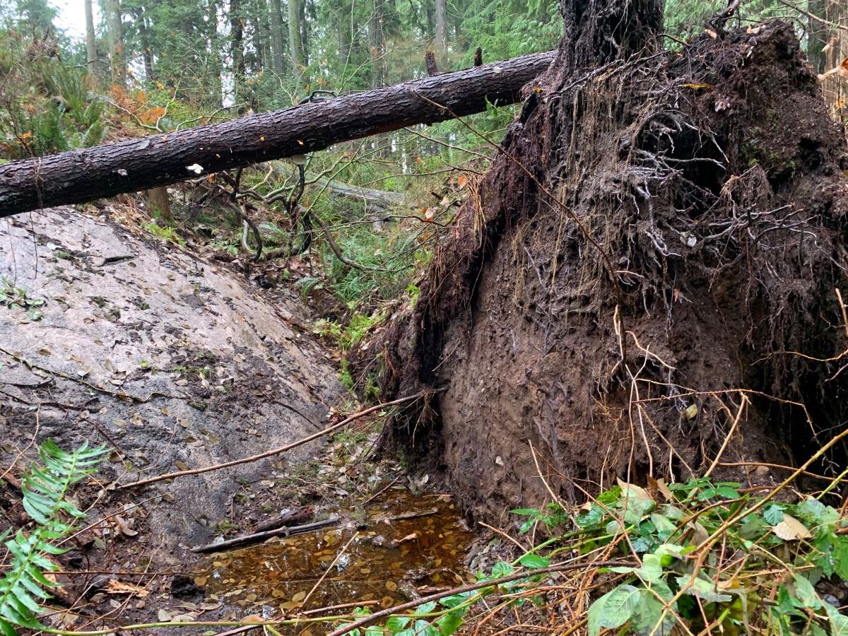 On the left, a grey rock face is exposed and covered with debris. To the right, a large mass of dirt and debris shows the exposed roots of a fallen hemlock tree. Its trunk lies across the frame.