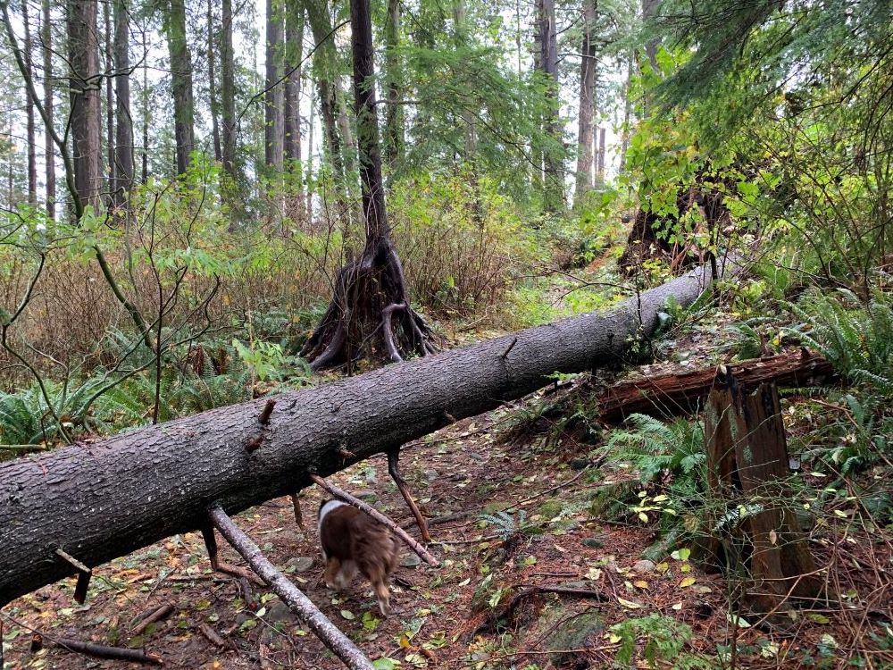 A photo of a West Coast forest on a grey day. A large tree trunk divides the path full of bright greenery and branches. Under it walks a fluffy medium-sized dog.