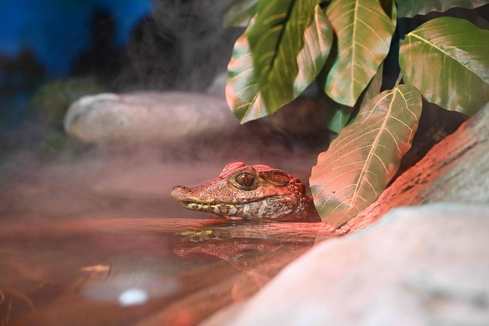 A small reptile with big eyes rests its chin against a wooden branch against some green foliage.