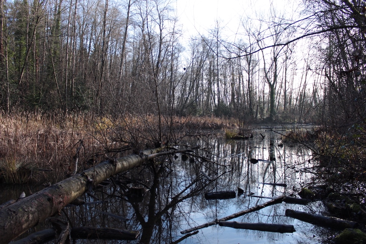 Avalon Pond from a lower position. There&rsquo;s a tree suspended on its side over the pond and logs dotted throughout. The pond is also surrounded by marsh and thicket and dense vegetation.