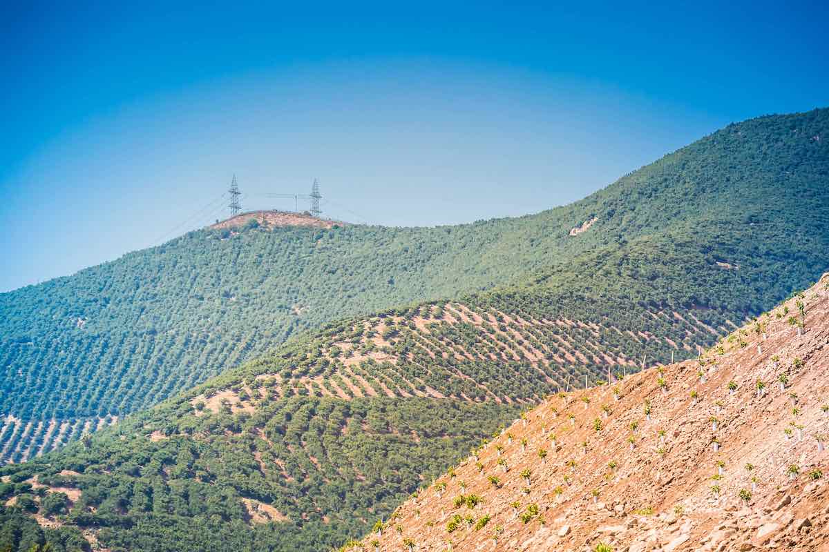 A mountainous view of dry, rolling hills with tidy rows of short green avocado trees.