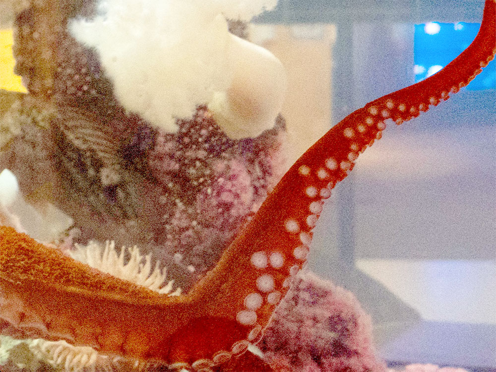 A red tentacle expands across the frame in an aquarium tank, revealing white circular suckers underneath.