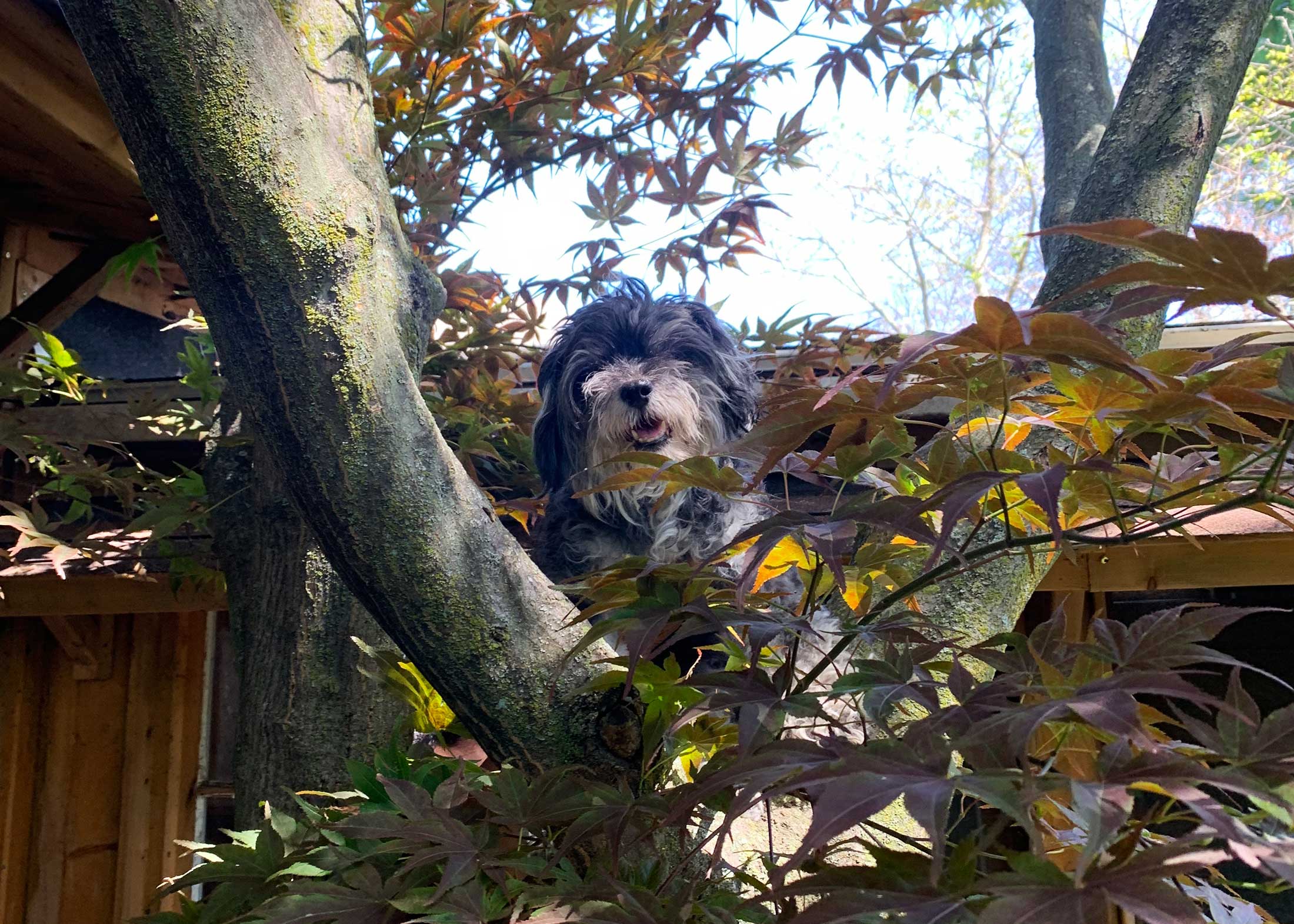 A fluffy dog with grey and white shaggy hair sits in a tree. Her mouth is open and her head is tilted.