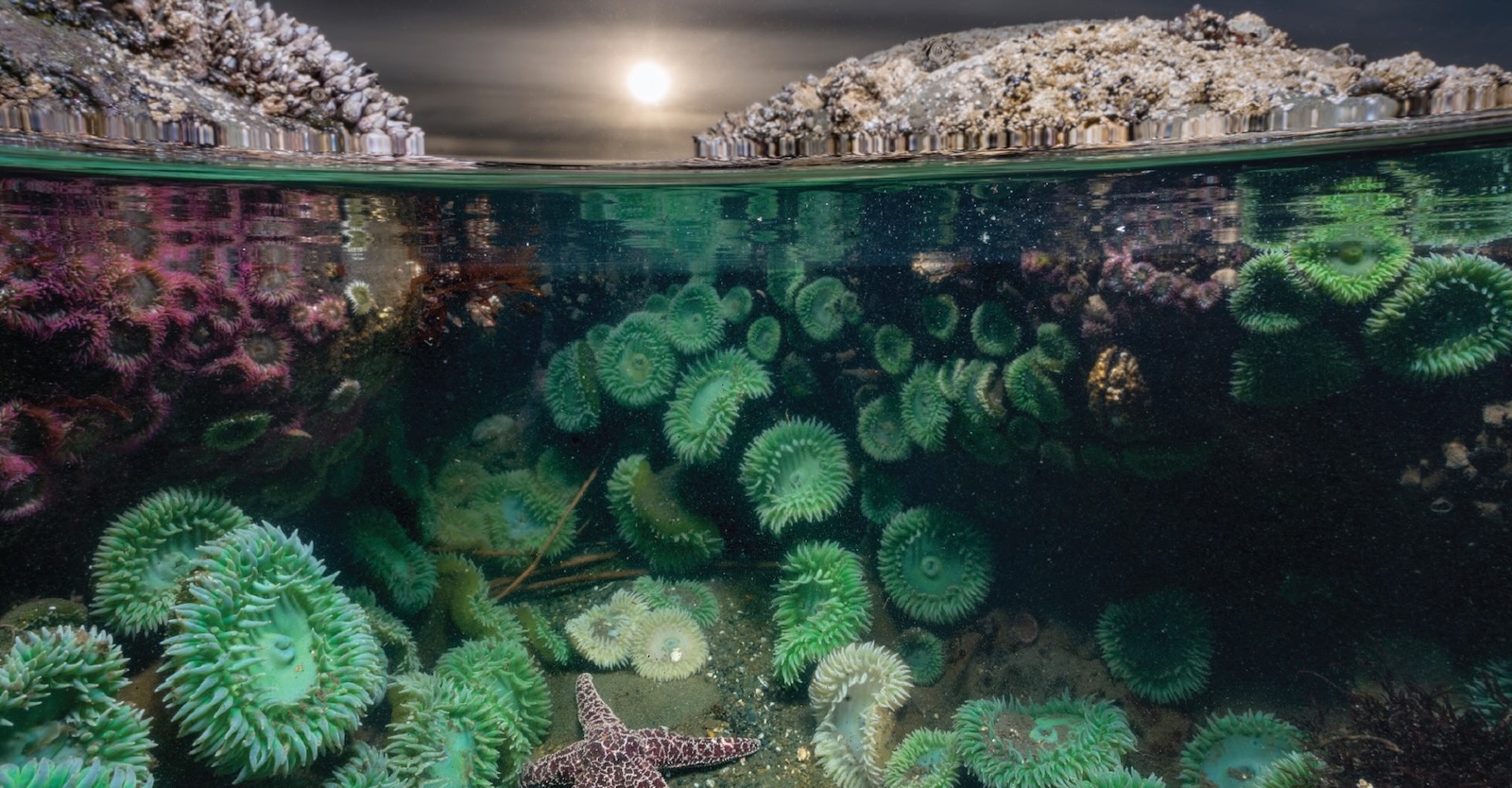 A panoramic photograph depicts the intertidal zone below and above water; the top of the frame features grey rocky outcroppings covered with light grey and brown shells and barnacles. The bottom of the frame features the ecosystem underwater, rife with round, lush green and purple anemones and urchins. A purple sea star sits on the ocean floor.