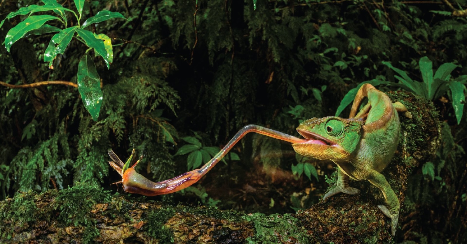 A green chameleon catches an insect with its long tongue against a lush green mossy background.