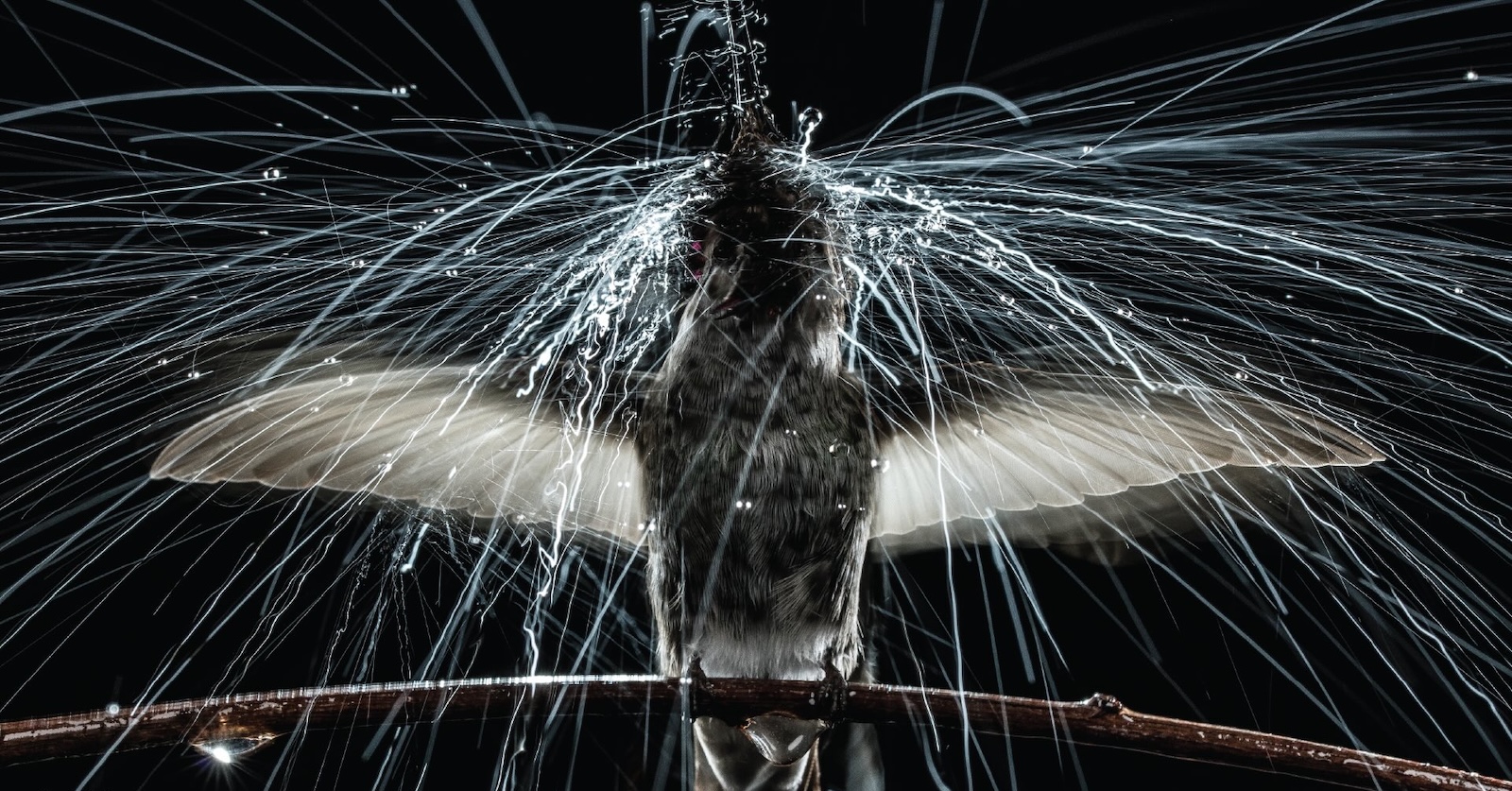 A brown hummingbird stands on a twig, its wings outstretched. Fine lines of water surround it.
