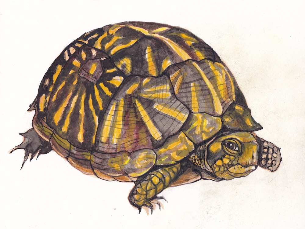 A watercolour illustration of a box turtle on a white background features dark yellow and dark green paints.