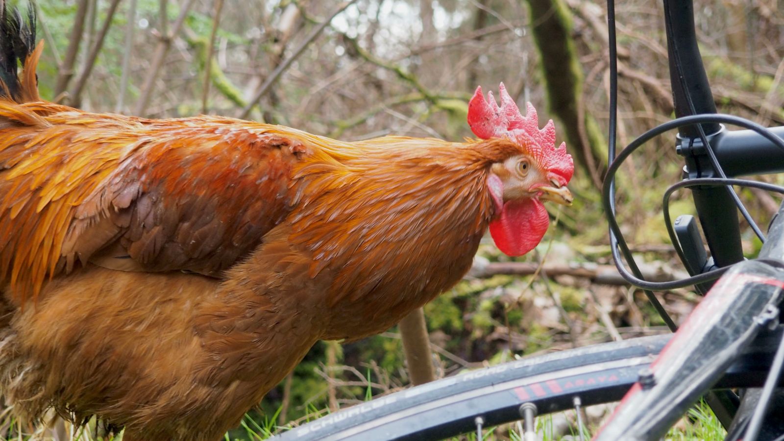 A rooster leans towards the black wheel, brake wires and handlebars of a road bike in a forested setting. The bird is leaning towards the right of the frame. It has a red comb, golden-brown feathers on its body and black tailfeathers.