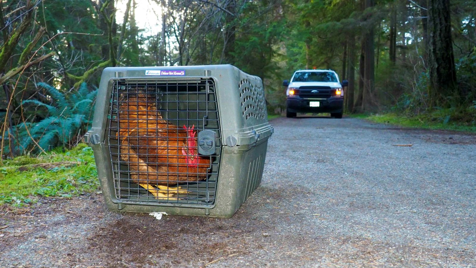 A brown rooster with a red comb crouches in a dark grey animal carrier on a gravel pathway flanked by lush greenery and trees. Behind him is the front grill of a white pickup truck.