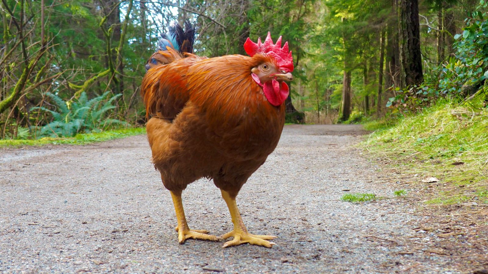 Roy the rooster stands on a gravel pathway with a lush green forest on either side. He is facing the right of the frame. He has a red comb, golden-brown feathers on his body and black tailfeathers.