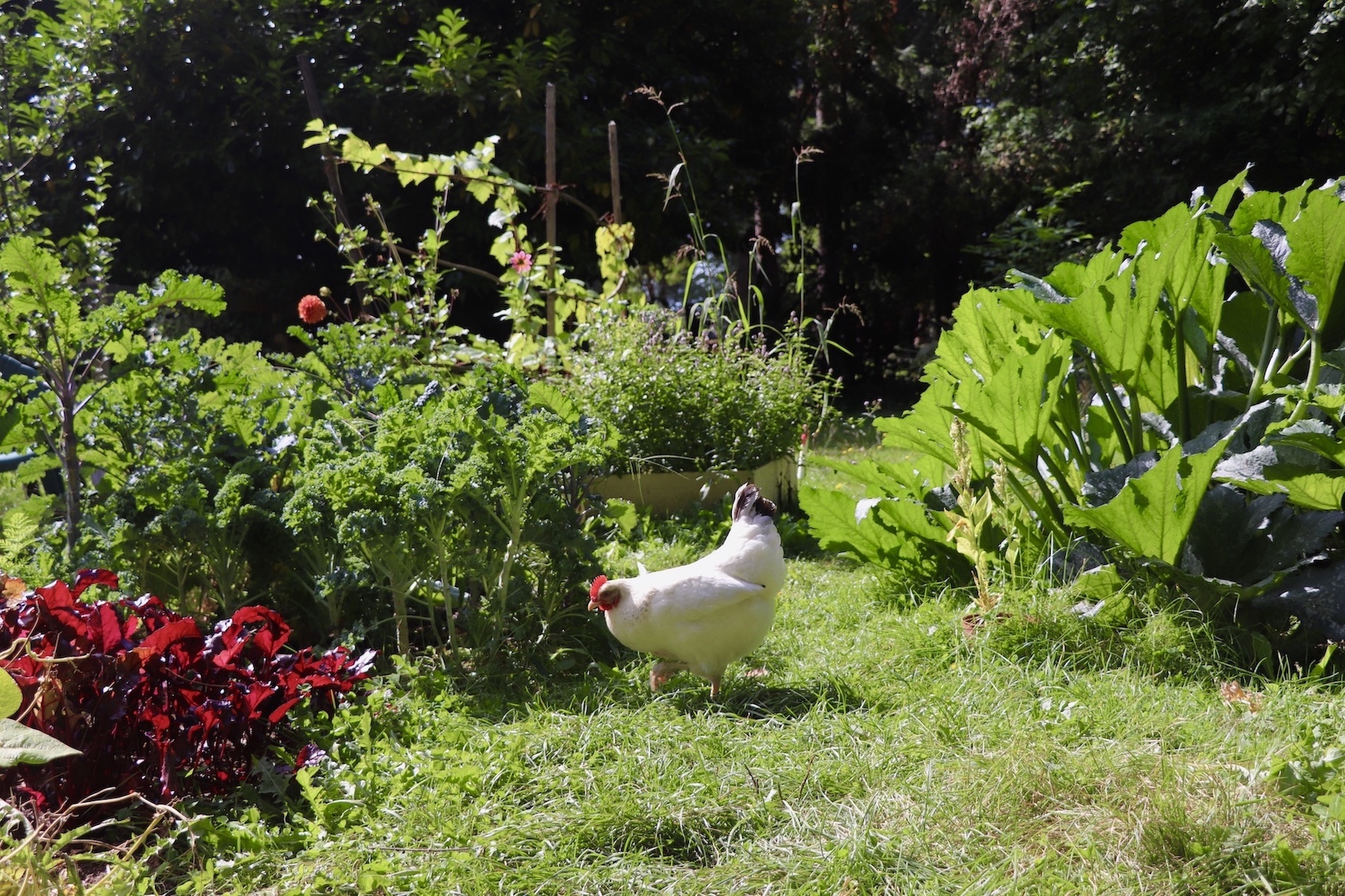 A white chicken stands in a lush green residential garden on a bright day.
