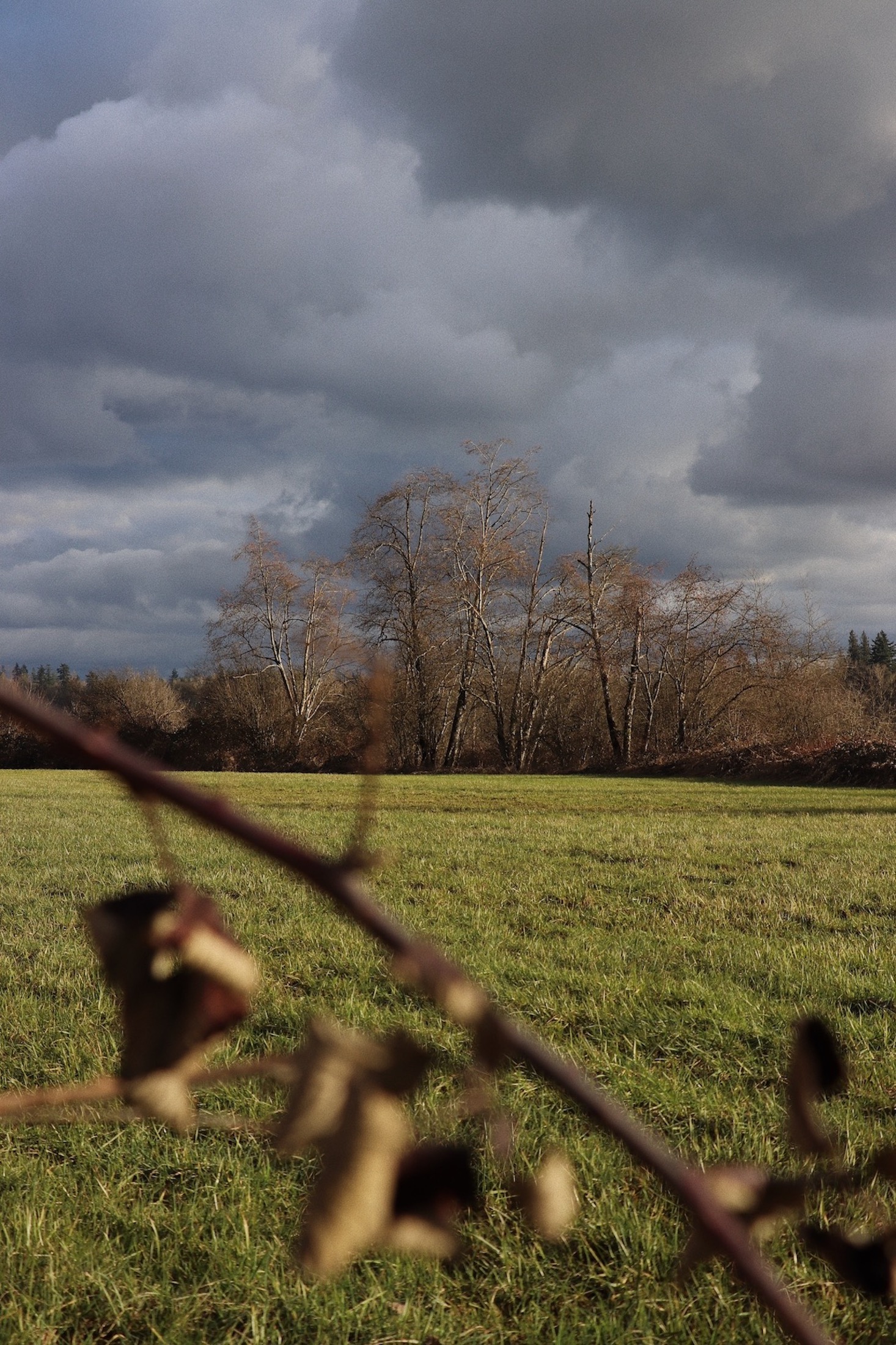 A branch foregrounds a photograph of a green field in golden light. The field stands against a horizon of deciduous trees and a dark grey sky.